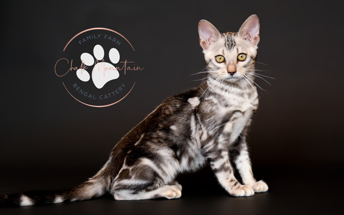 bengal kittens for sale